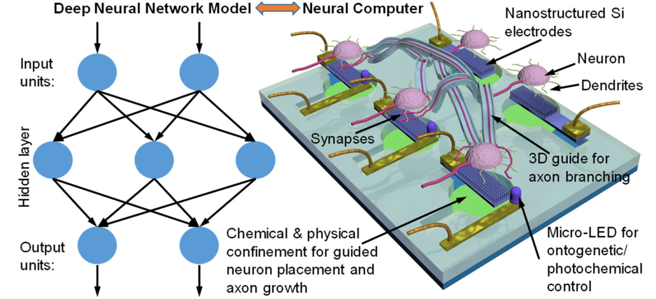 Synthetic Neurocomputers for Cognitive Information Processing – Fufei An